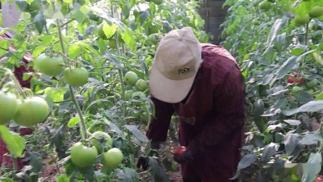 定陶西红柿最新价格及获取指南,如何比较与选择优质价格信息?