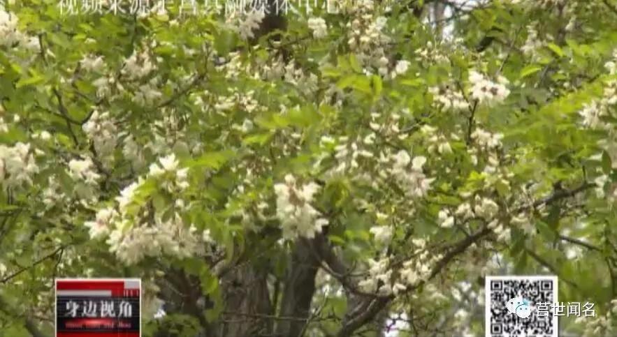 莒县桥山最新报道，探索自然美景，寻找内心平静之旅