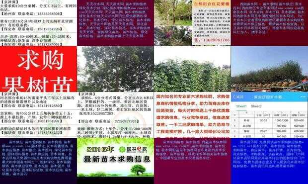 苗木市场繁荣变迁下的最新求购信息解析