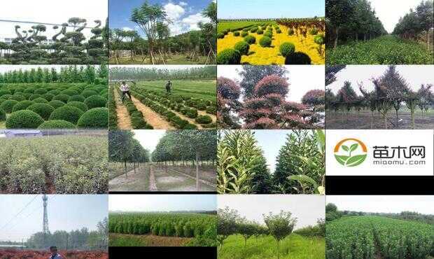 苗木市场繁荣变迁下的最新求购信息解析