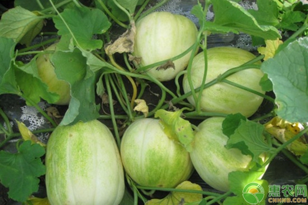 北京甜瓜最新价格，一场甜瓜之旅探寻内心平静之道