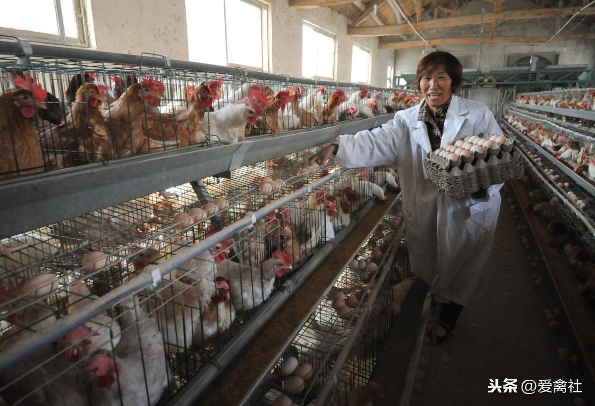 鹤壁鸡蛋最新价格揭秘，小巷深处的鲜味之源