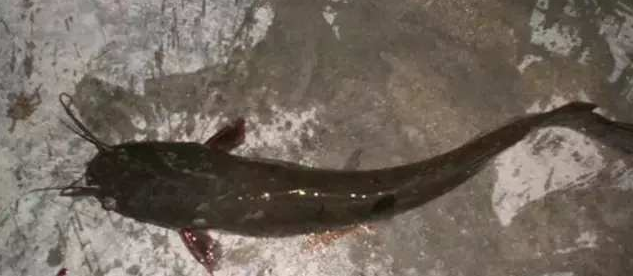 塘鲺最新价格及市场走势多元观点探讨