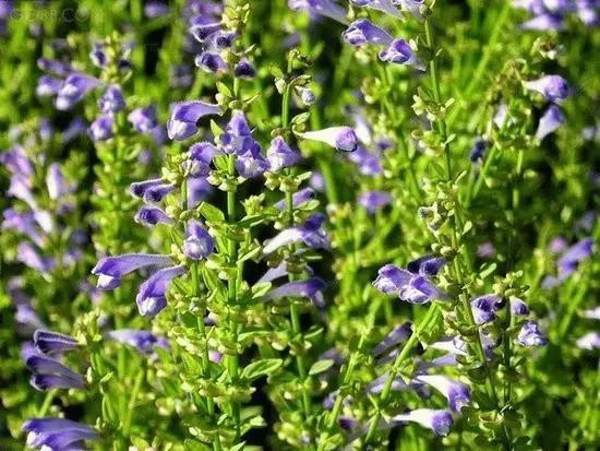 黄芩价格最新动态及走势分析