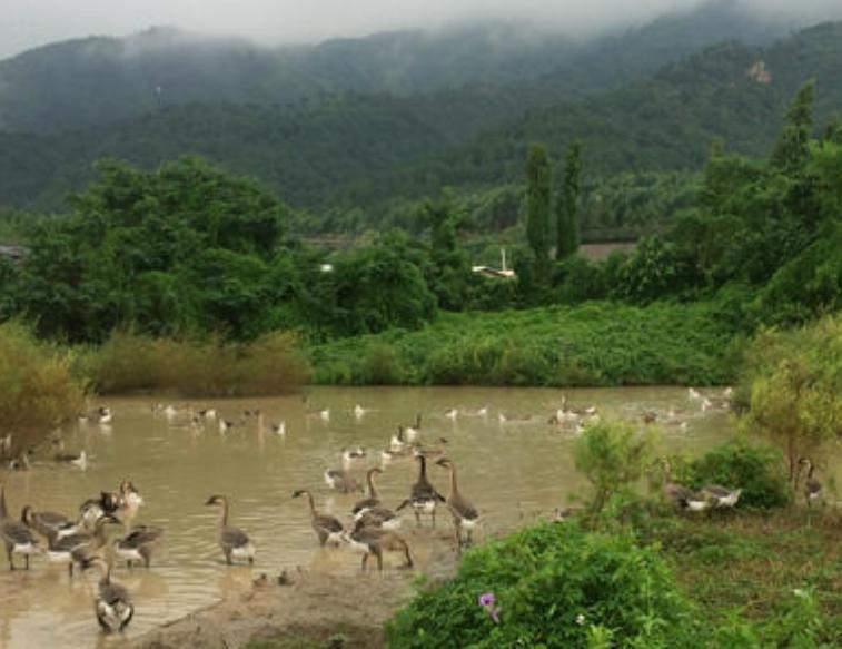 时尚与传统融合,最新鹅店名揭晓