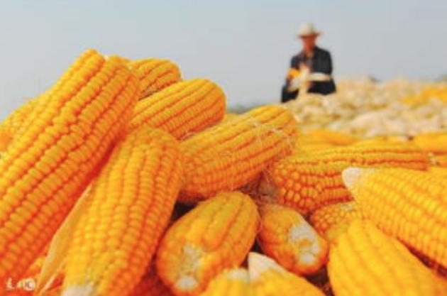 内蒙玉米最新价格概览,最新行情与市场动态分析