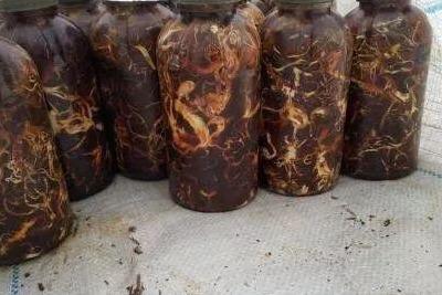 猪芩最新价格，探寻自然美景的探险之旅