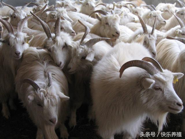 最新羊价行情深度解析，市场走势与预测报告！