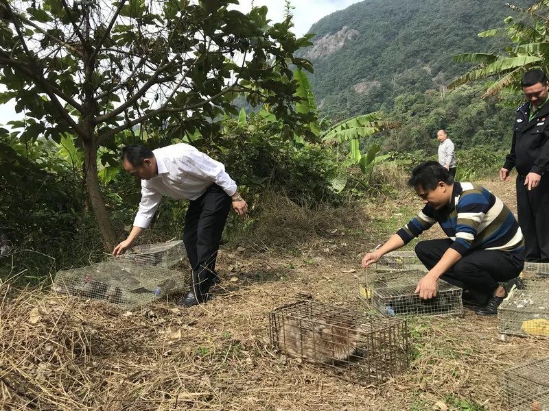 最新笼打竹鸡，小巷深处的特色美食探秘之旅