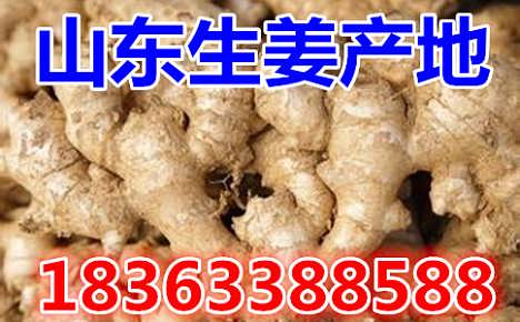 姜价格最新行情揭秘,一场绿色之旅的心灵探寻