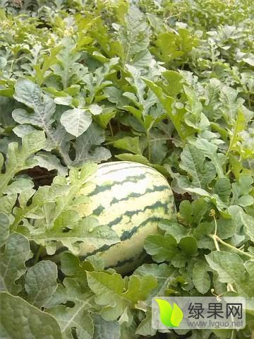 利津西瓜最新价格,小巷深处的甜蜜诱惑揭秘