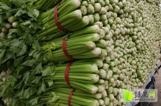 今日芹菜最新价格背后的友情与陪伴温馨故事