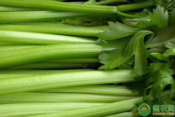 今日芹菜最新价格背后的友情与陪伴温馨故事