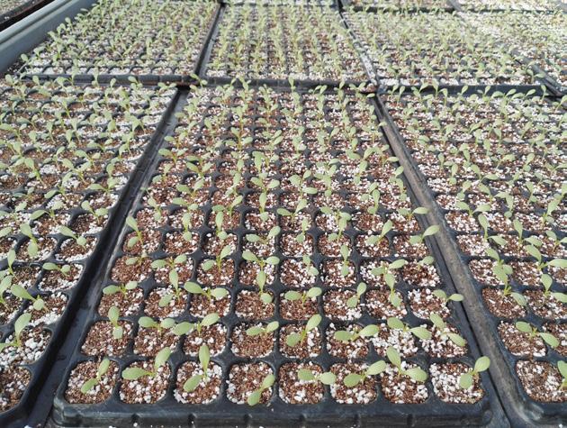 成都莴笋最新价格,市场走势与种植前景深度分析