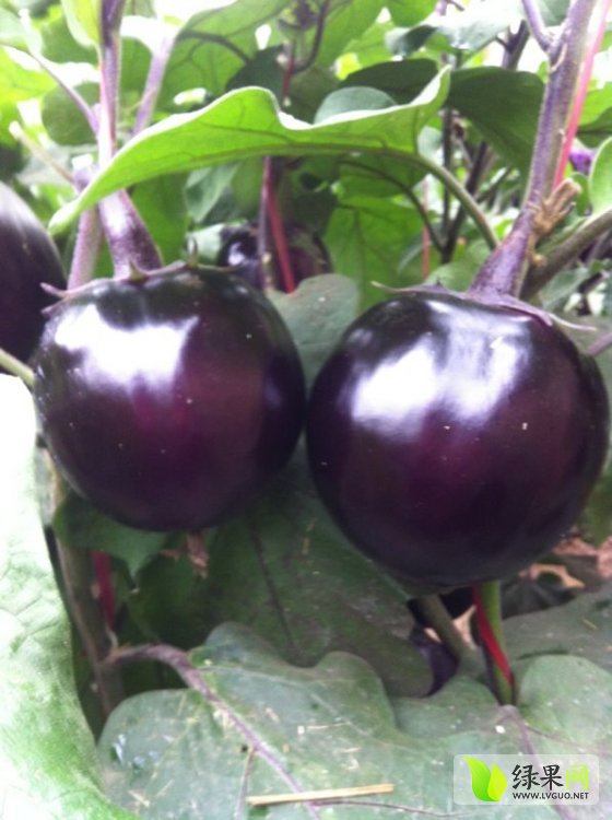 圆茄子最新价格，科技与生活的新交集，未来体验即刻来临