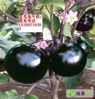 圆茄子最新价格,科技与生活的新交集,未来体验即刻来临