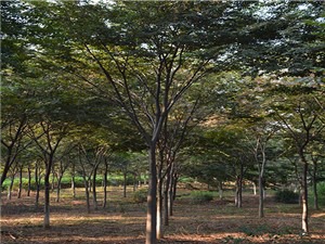 榉树最新价格,市场走势分析与选购指南