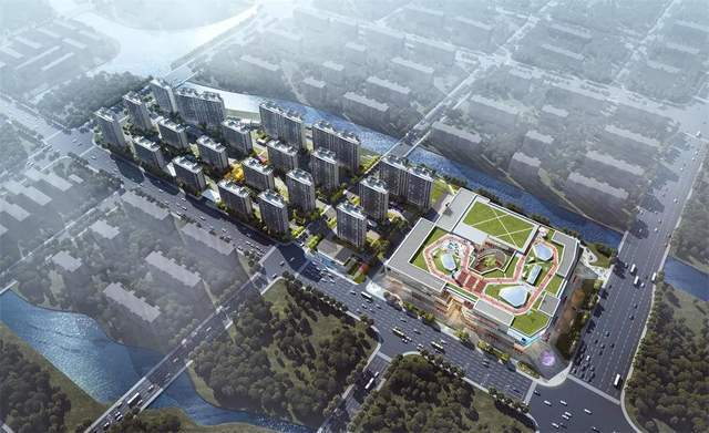 广饶梧桐印象最新动态及观点论述摘要