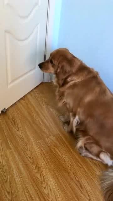 金毛米拉来福最新视频深度解析,背景、事件与地位的探索