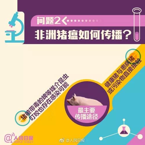 猪疫情最新动态,多方观点分析下的个人立场与应对建议(2024年)