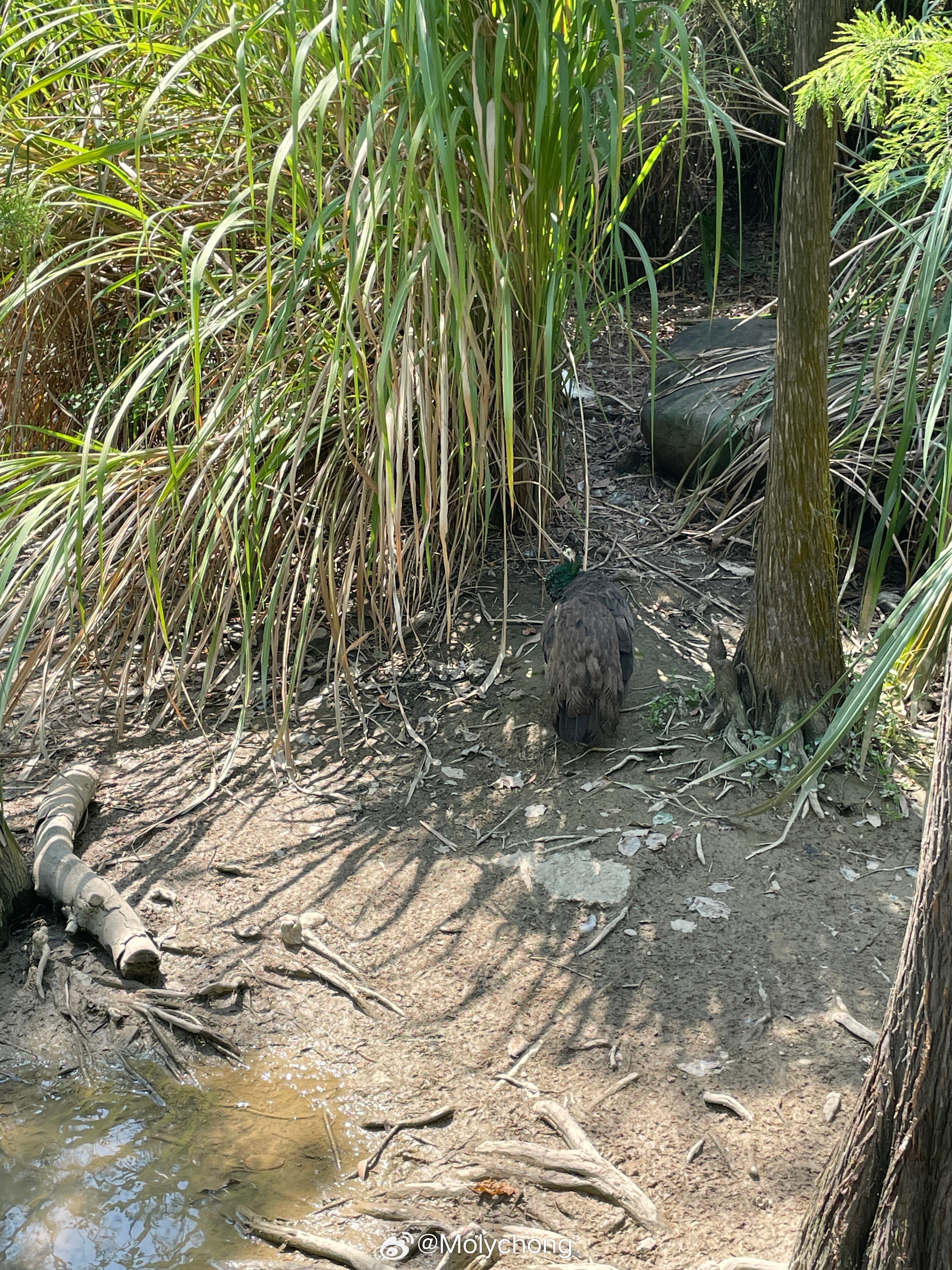 老鸭窝最新网站公布，数字时代的文化地标亮相！
