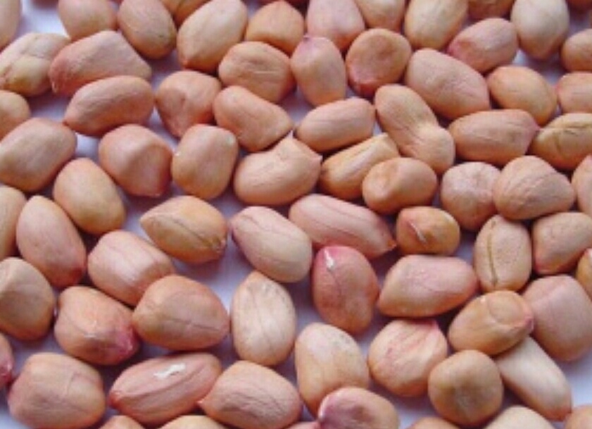 广西花生米今天最新价格,广西花生米，小巷深处的秘密味道，今日最新价格揭秘！