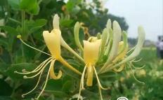 平邑金银花最新价格揭秘???