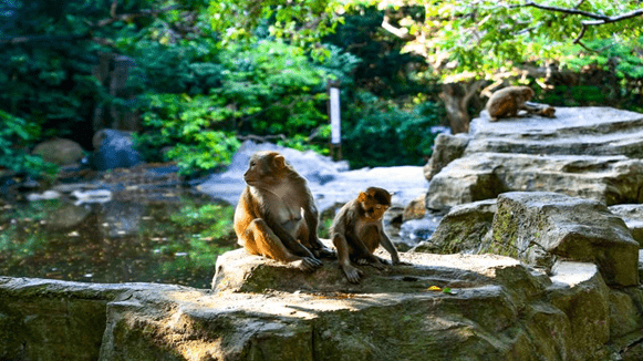 贵州黄莲假日最新动态揭秘