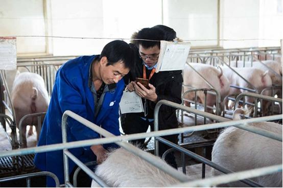 最新智能养猪技术,科技重塑畜牧业,开启未来养猪新纪元