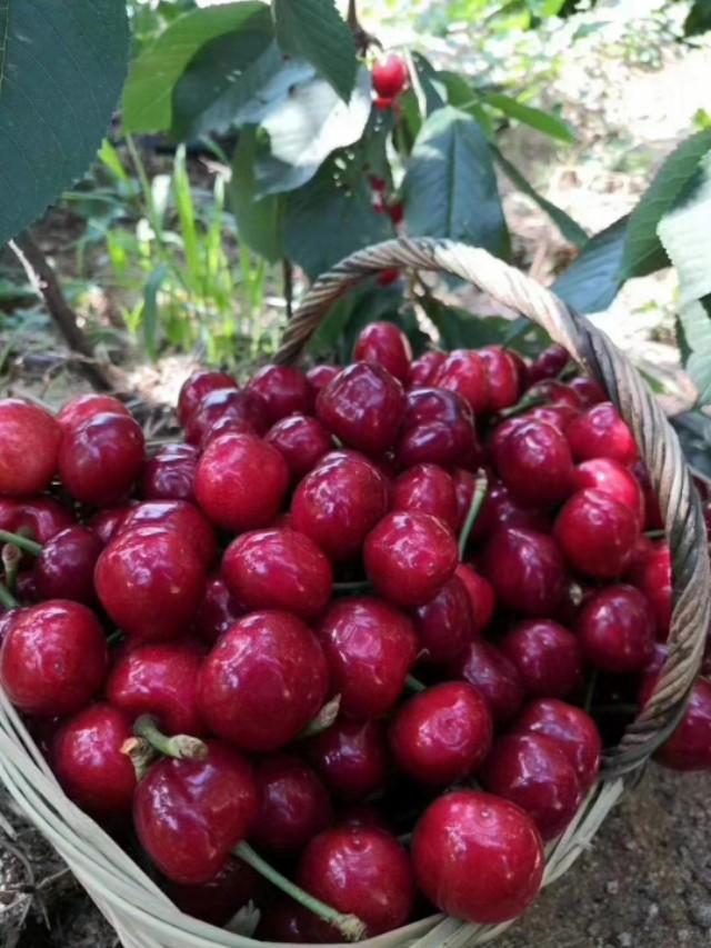 探索新鲜红樱桃的世界最新资讯