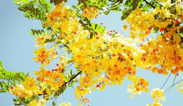 澳门正版资料大全资料生肖卡,全身心数据指导枕_改进版1.787