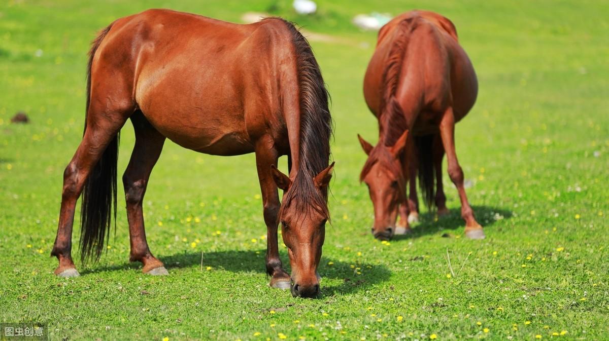 蒙古最新数据概览，最新统计信息与趋势分析