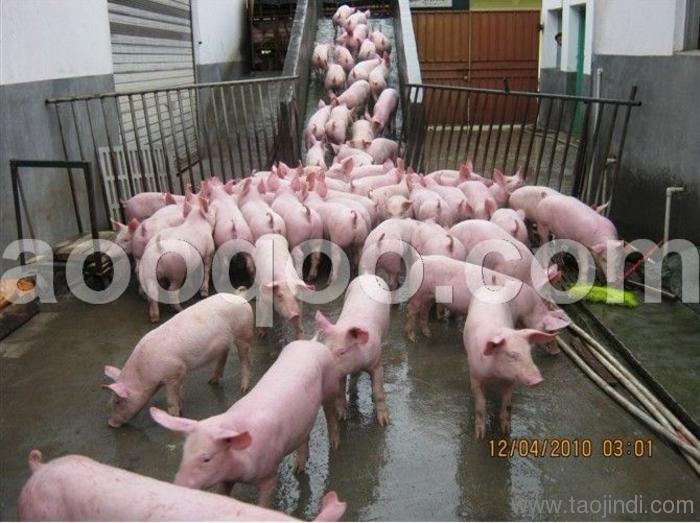 最新养猪工具使用指南与介绍