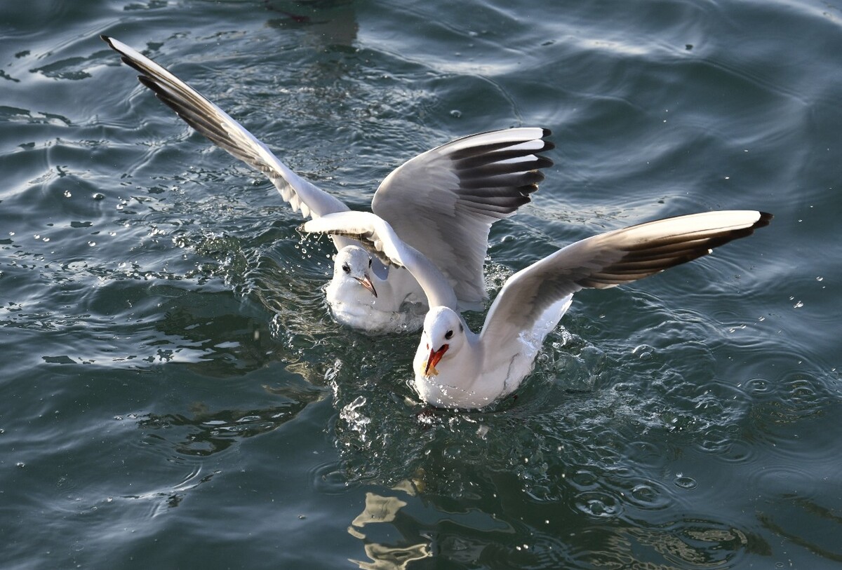 最新海鸥探索与观点阐述，深度解析海鸥现象与观点分享