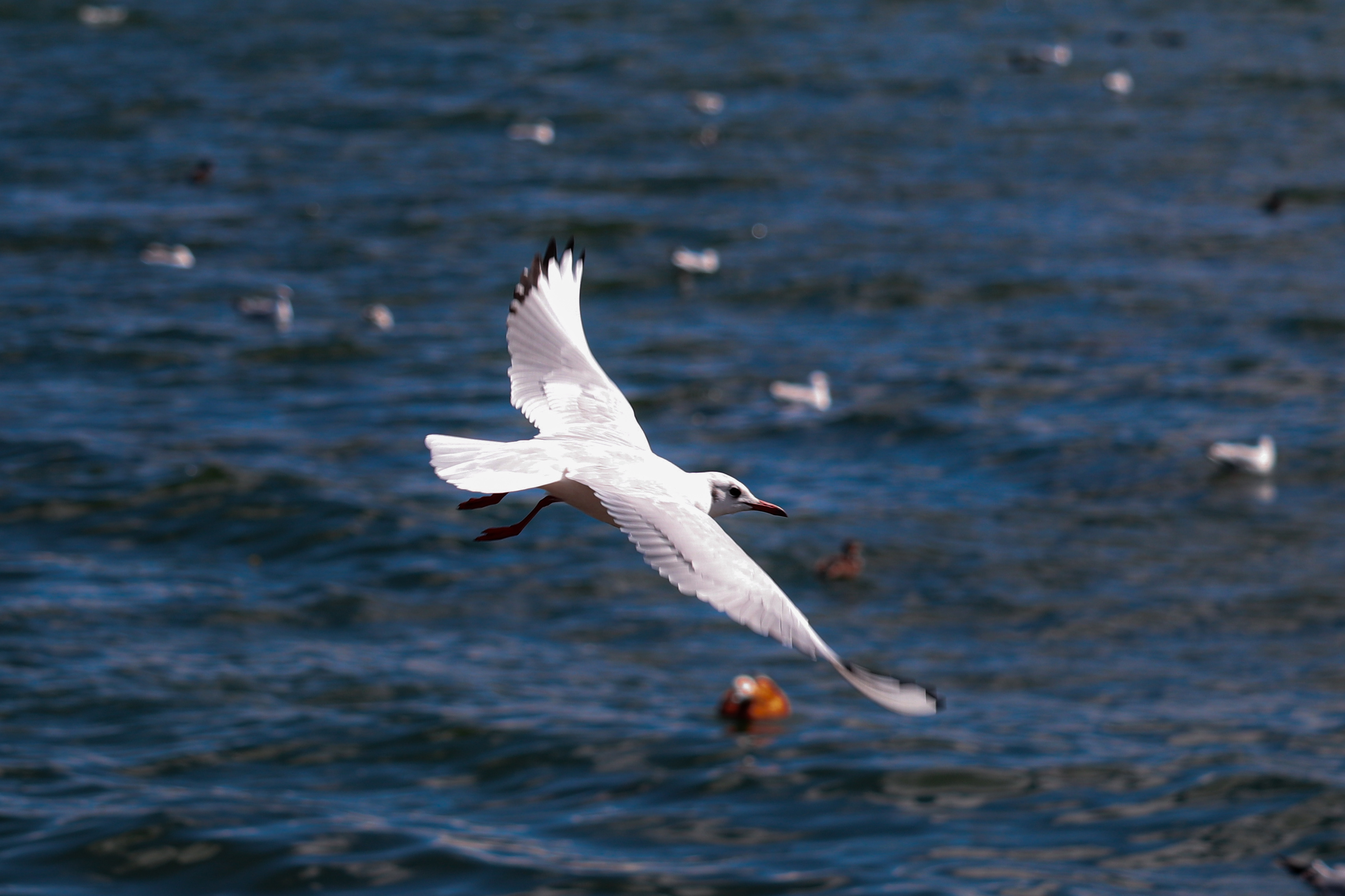 最新海鸥探索与观点阐述,深度解析海鸥现象与观点分享