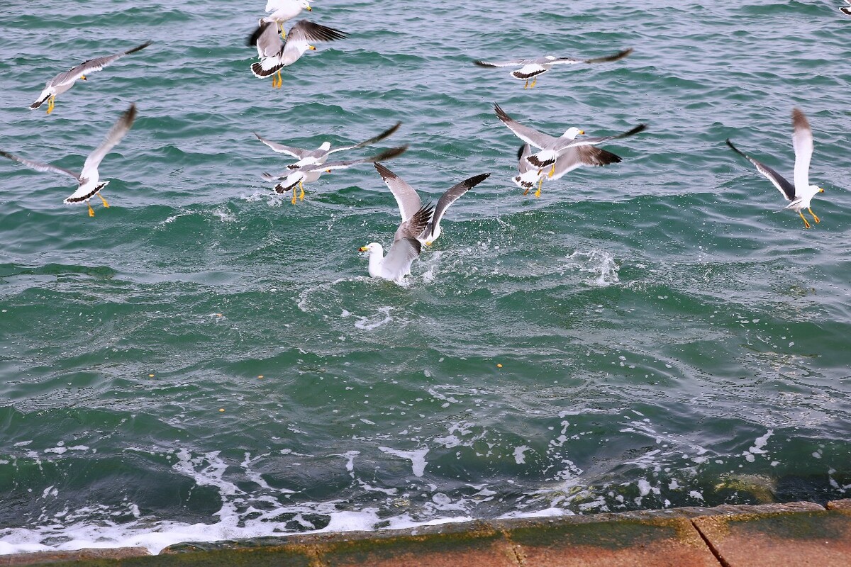 最新海鸥探索与观点阐述,深度解析海鸥现象与观点分享