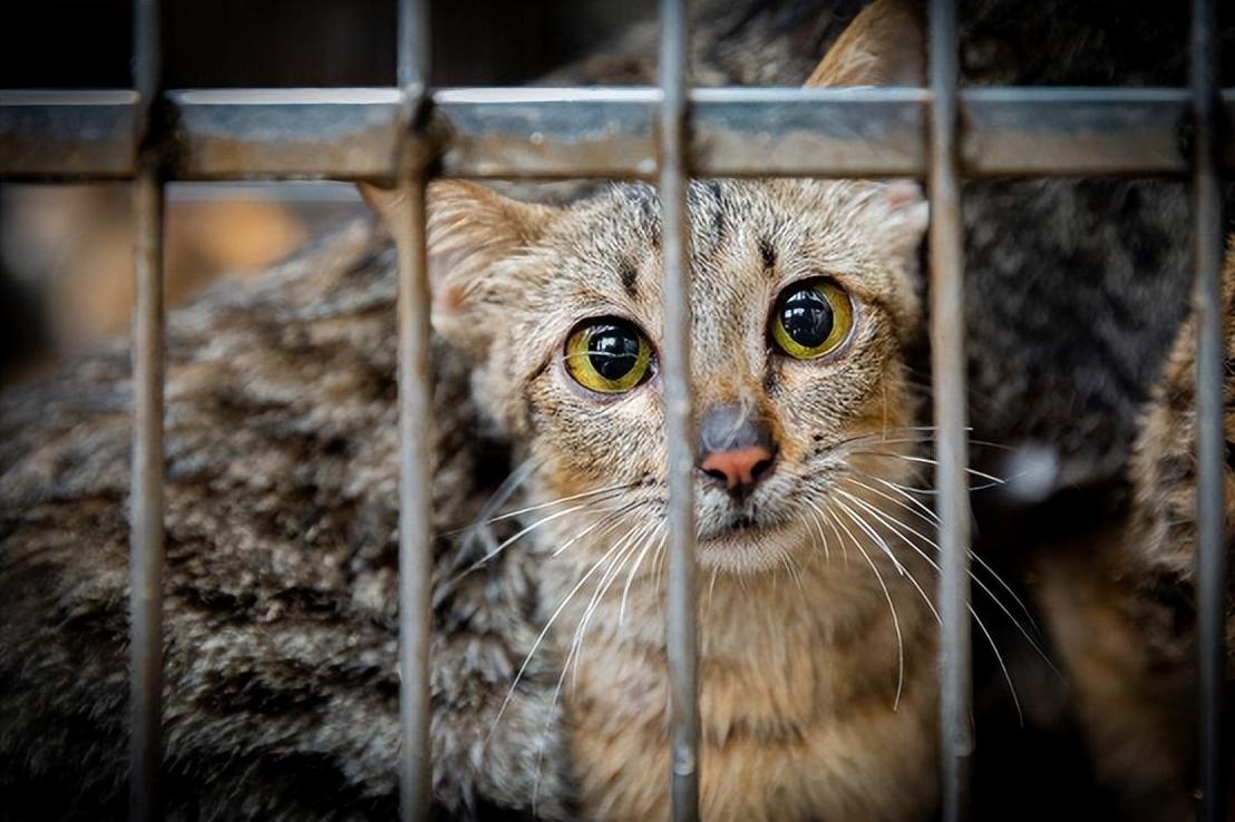 科技与爱心共创未来，高科技产品重塑流浪猫生活新篇章