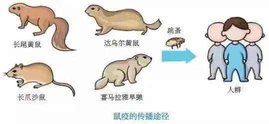 最新腺鼠疫事件背景及影响分析