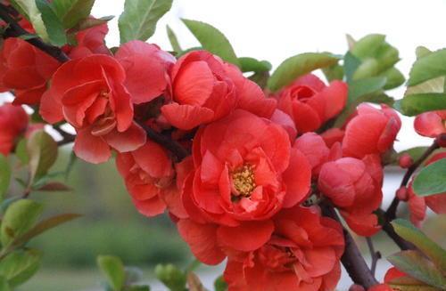 海棠文最新，探索自然美景的轻松之旅，内心宁静与平和的寻觅