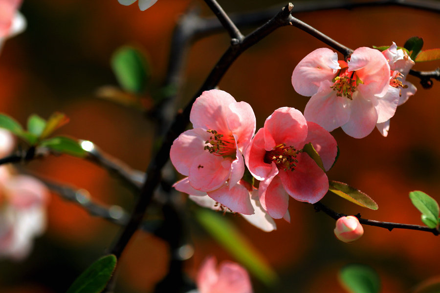 海棠文最新,探索自然美景的轻松之旅,内心宁静与平和的寻觅