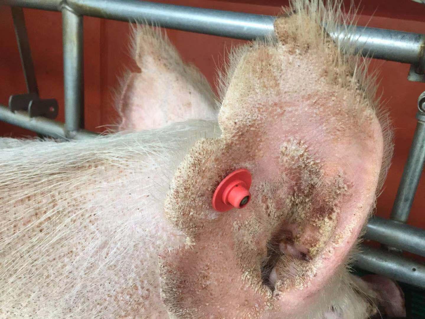 最新猪图片的时代背景、影响力及其在当代的地位