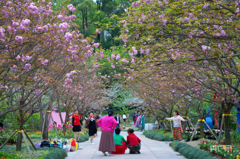 重庆最新赏花盛宴,花下的欢笑与温情记忆