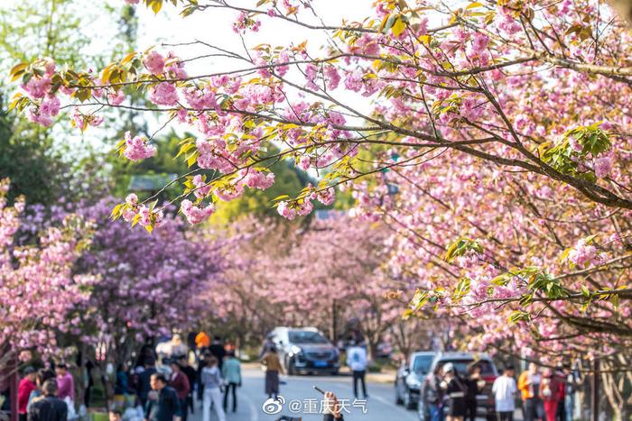 重庆最新赏花盛宴,花下的欢笑与温情记忆