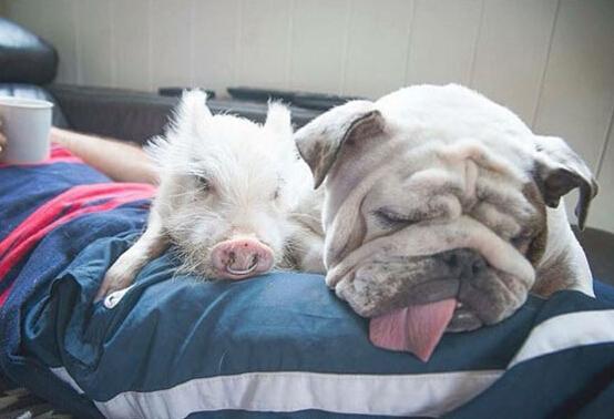 最新萌猪探秘,小巷深处的特色小店