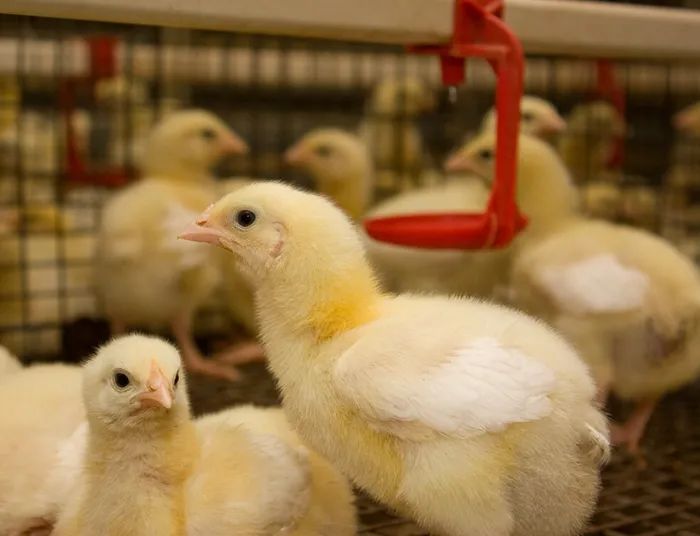 最新肉鸡新闻，行业变革与肉鸡产业的崛起