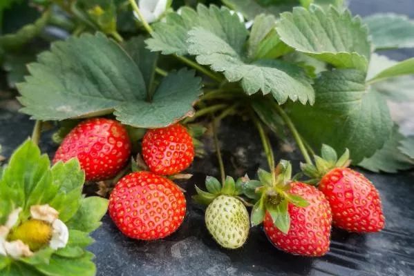 探索自然美景,采摘草莓之旅,寻找内心的宁静与喜悦