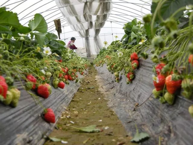 探索自然美景,采摘草莓之旅,寻找内心的宁静与喜悦