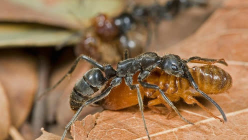 蚂蚁视频最新,巷弄深处的独特风味,特色小店魅力之旅探索