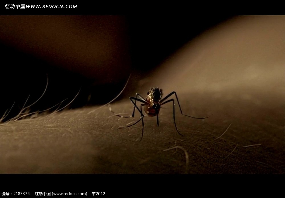 蚂蚁视频最新,巷弄深处的独特风味,特色小店魅力之旅探索