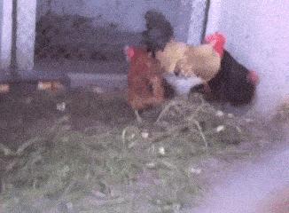 水中自信与成就,最新游泳烟的励志之旅